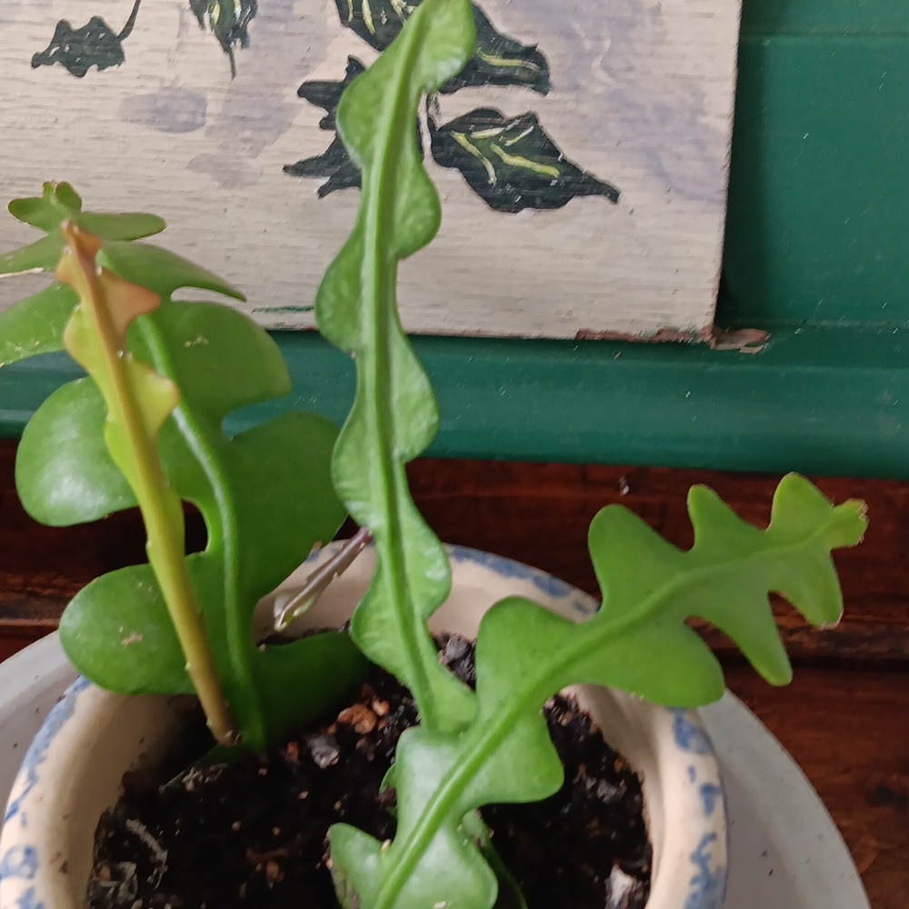 ZIGZAG CACTUS ( Fishbone Orchid Cactus ) - Picture 4 of 5